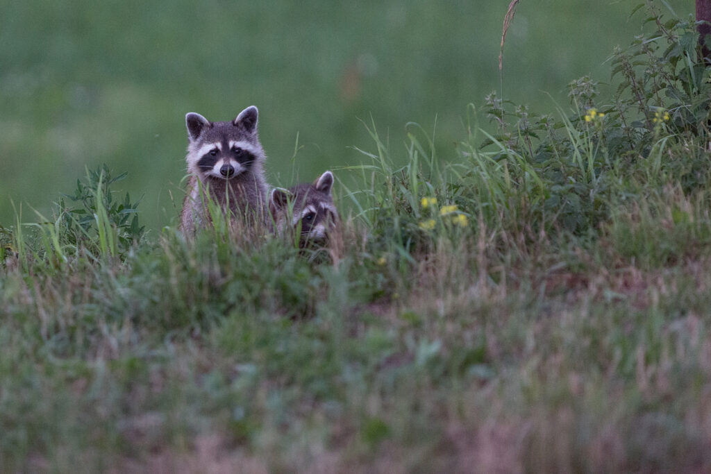 Waschbär Familie die uns bei der letzten Astrofotografie-Tour begleitet hat